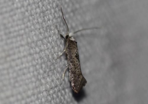 Paraswammerdamia albicapitella